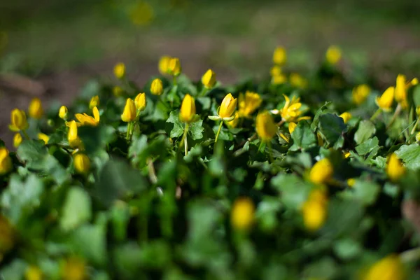 Άνοιξη Λουλούδια Στο Πάρκο Χειμερινό Ακονίτη Λουλούδια Eranthis Hyemalis Μακροφωτογραφία — Φωτογραφία Αρχείου