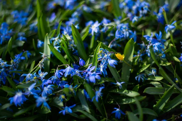 Kék Hóvirág Kora Tavasszal Erdőben Makrofotózás — Stock Fotó