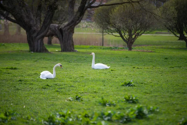 Dos Cisnes Blancos Duermen Una Hierba Verde Parque Cálido Día —  Fotos de Stock