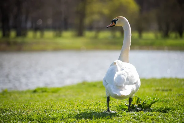 Weißer Schwan Ufer Eines Teiches Einem Frühlingstag Nahaufnahme Seitenansicht Weiße — Stockfoto