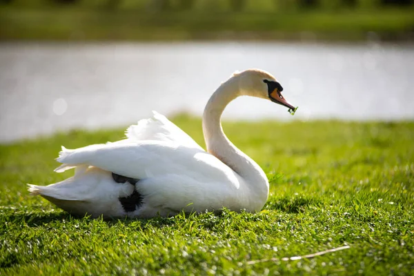 白天鹅吃草 天鹅在池塘边 天鹅是友善而平静的 它是孤立的 其本身也是如此 动物摄影 — 图库照片