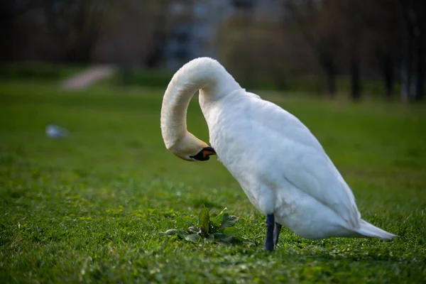 公园绿草上静谧的白天鹅 天鹅绒色 动物肖像 — 图库照片