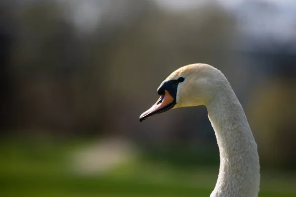 Portrait White Swan Isolated Blurred Background Close Animal Portrait — Stock Photo, Image