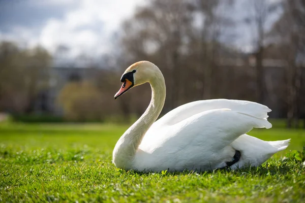 白天鹅在公园里的特写 背景模糊 绿草丛生 动物肖像 — 图库照片