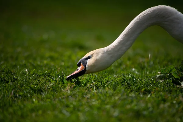 Der Weiße Schwan Sitzt Auf Einer Wiese Und Frisst Gras — Stockfoto