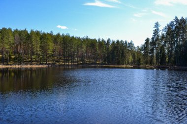 Yaz gölü su yüzeyi düşük perspektiften soyutlanır. Kabarcıklar ve yemeklerle. Yaz manzarası