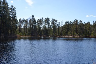 Yaz gölü su yüzeyi düşük perspektiften soyutlanır. Kabarcıklar ve yemeklerle. Yaz manzarası