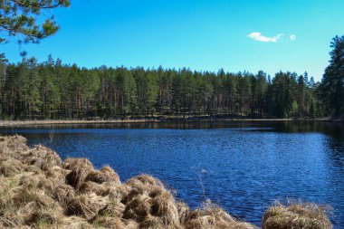 Kırsal kesimde küçük bir orman gölü ve sakin sularda su yansımaları. Meditasyon için bir yer. Yaz manzarası
