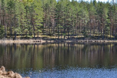 Bir yaz gününde sessiz ve güzel bir orman gölü manzarası. Kıyıda, suya yansıyan kozalaklı ve yaprak döken ağaçlar vardır. Yaz manzarası