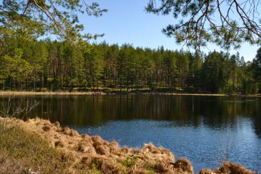 Bir yaz gününde sessiz ve güzel bir orman gölü manzarası. Kıyıda, suya yansıyan kozalaklı ve yaprak döken ağaçlar vardır. Yaz manzarası