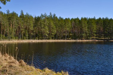 Bir yaz gününde sessiz ve güzel bir orman gölü manzarası. Kıyıda, suya yansıyan kozalaklı ve yaprak döken ağaçlar vardır. Yaz manzarası