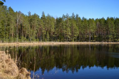 Bir yaz gününde sessiz ve güzel bir orman gölü manzarası. Kıyıda, suya yansıyan kozalaklı ve yaprak döken ağaçlar vardır. Yaz manzarası