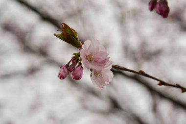 Sakura kiraz ağacı ilkbaharda mavi gökyüzüne karşı çiçek açar. Bahar tatili havası. Makro fotoğrafçılık