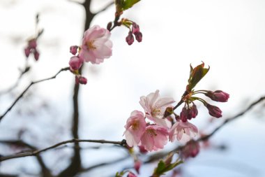 Güzel çiçek açan Japon kirazı, Sakura. Bir bahar günü çiçeklerle dolu bir arka plan. Makro fotoğrafçılık