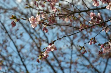 Güzel çiçek açan Japon kirazı, Sakura. Bir bahar günü çiçeklerle dolu bir arka plan. Makro fotoğrafçılık