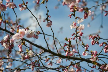 Güzel çiçek açan Japon kirazı, Sakura. Bir bahar günü çiçeklerle dolu bir arka plan. Makro fotoğrafçılık