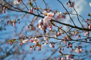 Güzel çiçek açan Japon kirazı, Sakura. Bir bahar günü çiçeklerle dolu bir arka plan. Makro fotoğrafçılık
