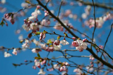 Güzel çiçek açan Japon kirazı, Sakura. Bir bahar günü çiçeklerle dolu bir arka plan. Makro fotoğrafçılık