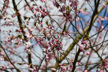 Güzel çiçek açan Japon kirazı, Sakura. Bir bahar günü çiçeklerle dolu bir arka plan. Makro fotoğrafçılık