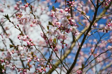 Güzel çiçek açan Japon kirazı, Sakura. Bir bahar günü çiçeklerle dolu bir arka plan. Makro fotoğrafçılık