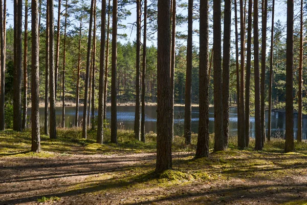 Widok Wysokie Sosny Letni Dzień Krajobraz Letni — Zdjęcie stockowe