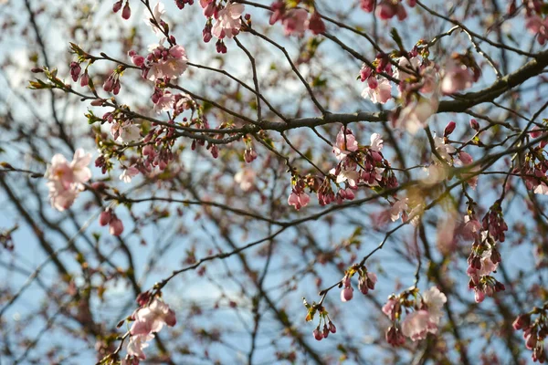 Beautiful Flowering Japanese Cherry Sakura Background Flowers Spring Day Macro — Stock Photo, Image