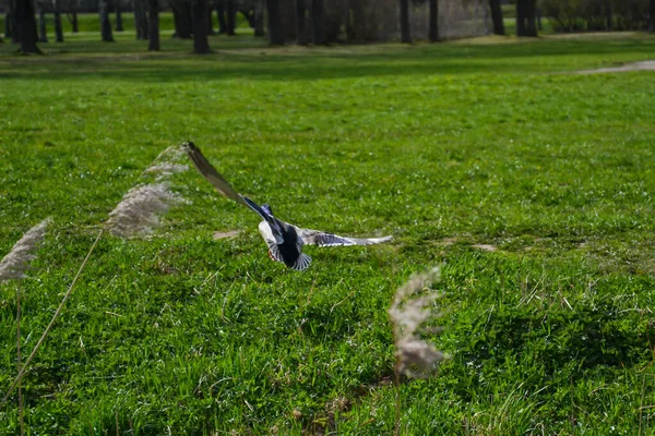 Patos Salvajes Volando Sobre Campo Hierba Verde Junto Estanque Con — Foto de Stock