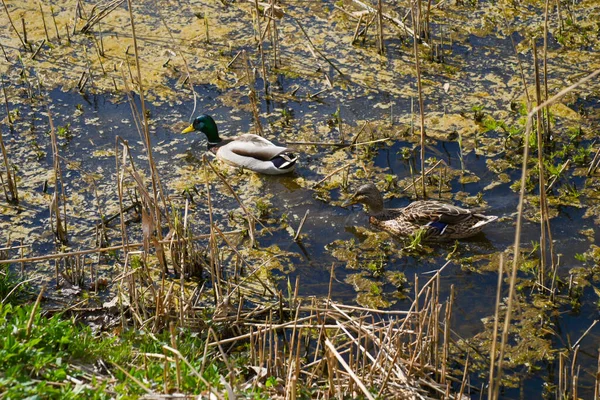 Erkek Dişi Yaban Ördeği Yiyecek Ararken Yeşil Suyla Dolu Bir — Stok fotoğraf