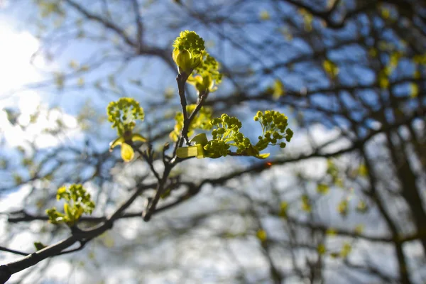 Boccioli Alberi Primavera Giovani Grandi Gemme Rami Contro Sfondo Sfocato — Foto Stock