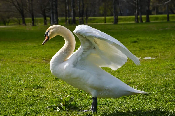 Retrato Cisne Blanco Cerca Parque Con Fondo Borroso Hierba Verde — Foto de Stock