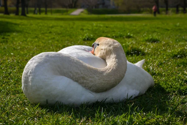 Vit Svan Porträtt Närbild Parken Med Suddig Bakgrund Grönt Gräs — Stockfoto