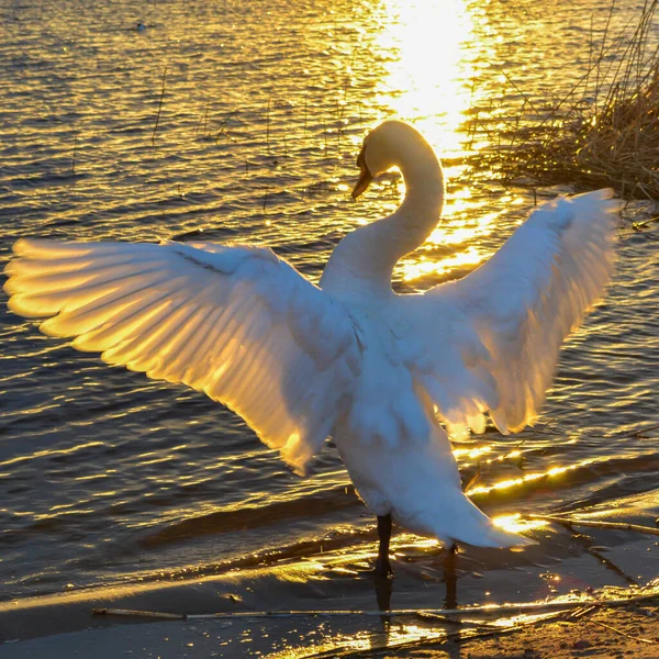 Weißer Schwan Breitet Seine Flügel Sonnenuntergangswasser Aus Schwäne Leuchten Schön — Stockfoto