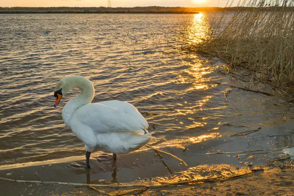 Weiße Schwäne Sonnenuntergang Ufer Des Sees Schwäne Leuchten Den Goldenen — Stockfoto