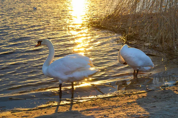 湖岸夕阳西下的白天鹅 被金色的阳光美丽地照射着 日落在湖边 夏季风景 — 图库照片