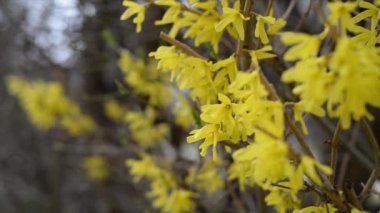Bahçedeki dallarda güzel sarı bahar çiçekleri. Canlı, taze bahar manzarası.