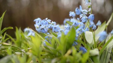 Scilla Siberica ya da mavi kar damlaları güneşli bir bahar gününde rüzgarda sallanıyor. Güzel ve narin mavi çiçekler