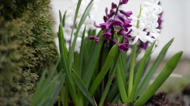Flores Jacintos Púrpura Blanca Delicados Jacintos Morados Blancos Jardín Primavera — Vídeo de stock