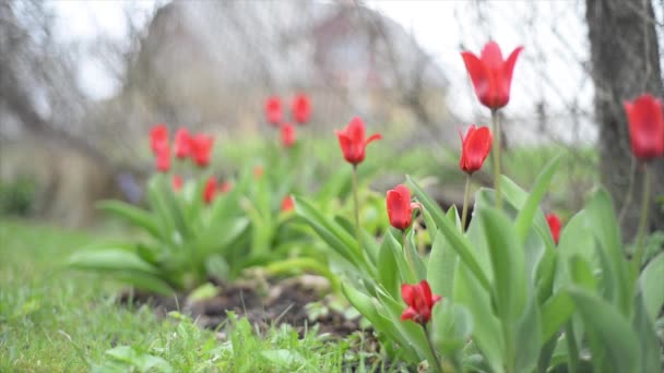 Kwitnące Czerwone Tulipany Wiosną Pole Kolorowe Piękne Tulipany Zbliżenie Pąki — Wideo stockowe