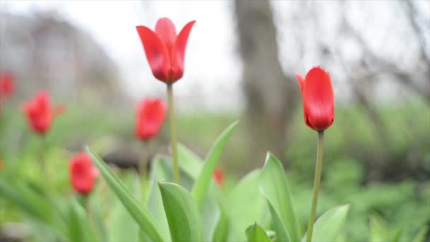 Kwitnące Czerwone Tulipany Wiosną Pole Kolorowe Piękne Tulipany Zbliżenie Pąki — Wideo stockowe