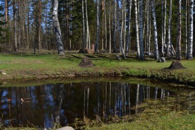 Sıcak bir yaz gününde, ormandaki bir dinlenme alanında kırmızı otlarla dolu bir gölet. Yaz manzarası