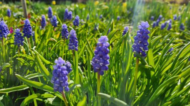 Bahar zamanı üzüm sümbülü, dekoratif Muscari çiçekleri. Düşük odak derinliği. Makro fotoğrafçılık