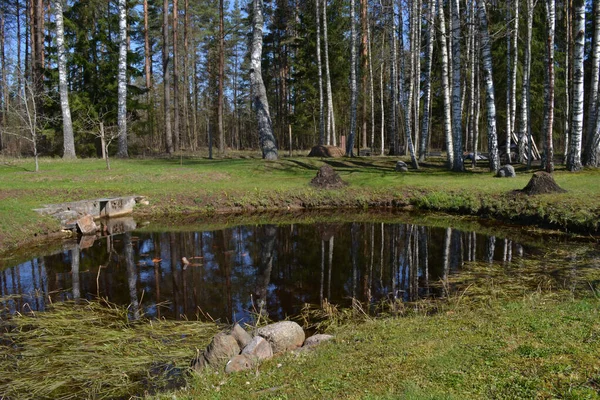 Estanque Una Zona Recreo Bosque Con Hierbas Rojas Cálido Día —  Fotos de Stock