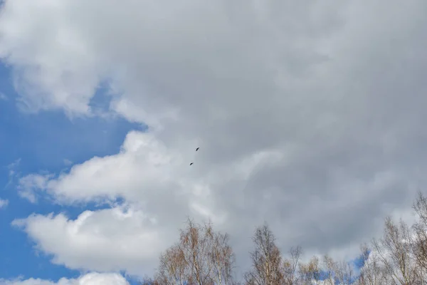 コウノトリのシルエットの青い空の大きな白い積雲 夏の風景 — ストック写真