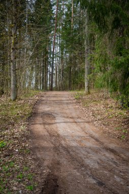 Etrafta traktör tekerlek izleri ve yeşil doğa olan boş orman yolu. Yaz manzarası