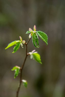 Tarafsız arka planda, baharda küçük ağaç dalları. Taze yeşil yapraklarla soyut. Bahar makro fotoğrafçılığı