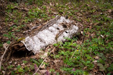 Yeşil bir çimenlikte kabuklu bej kabuk. Makro fotoğraf.