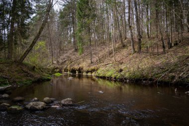 Yeşil yaprak, ağaç yaprağı ve derede kum ve kayalarla kaplı küçük su ile ormandaki manzaralı yaz nehri manzarası. Yaz manzarası
