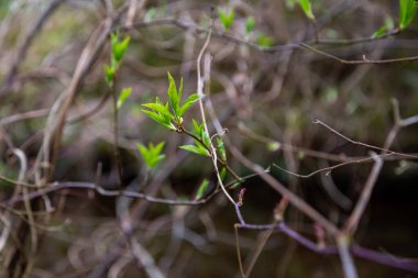 Tarafsız arka planda, baharda küçük ağaç dalları. Taze yeşil yapraklarla soyut. Bahar makro fotoğrafçılığı