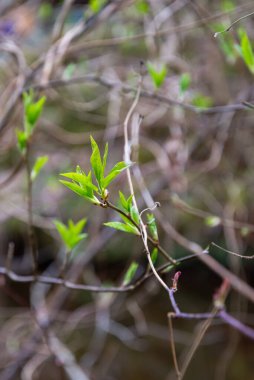 Tarafsız arka planda, baharda küçük ağaç dalları. Taze yeşil yapraklarla soyut. Bahar makro fotoğrafçılığı