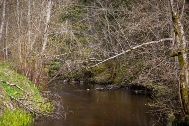 Bahar yeşili ormanlarında, derede kayalar ve küçük şelaleler olan yavaş bir orman nehri. Bahar manzarası